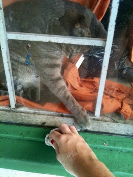 a cat is sitting in a window sill