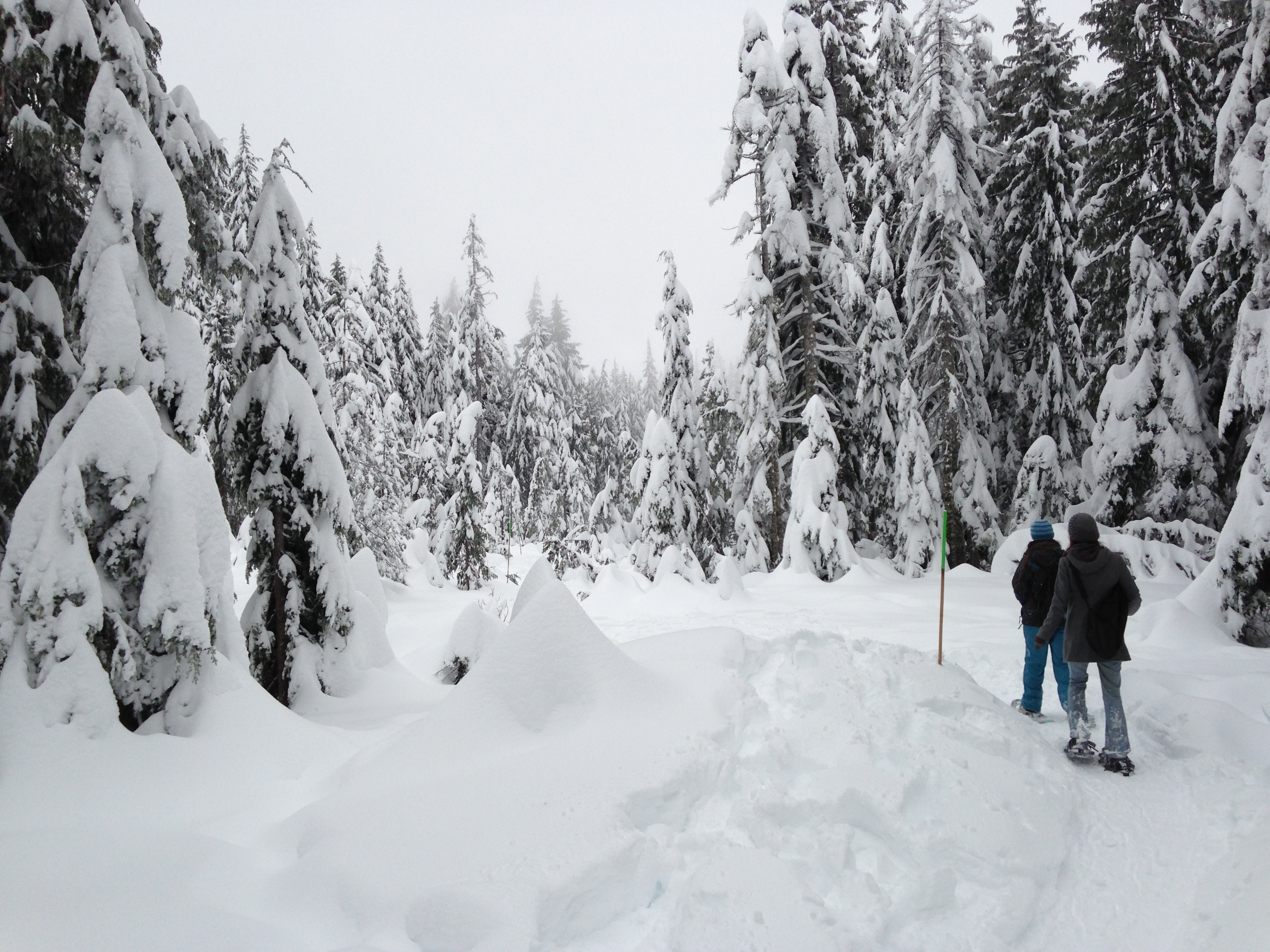 a person walking through a snowy forest